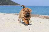 SHAR-PEI 155